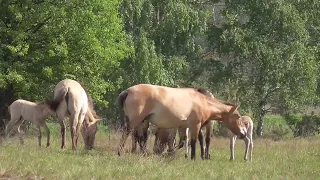 Дикие животные чернобыльской зоны - лошади Пржевальского, лоси