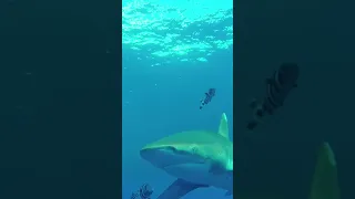 Океаническая белоперая акула/Оceanic whitetip shark