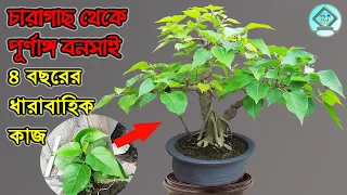 চারাগাছ থেকে ধাপে ধাপে বনসাই তৈরির পদ্ধতি | How to Make Bonsai from Saplings | Pakur Bonsai |