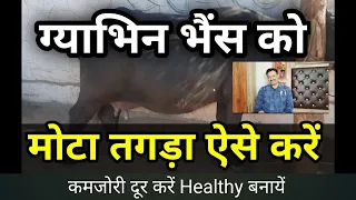 गाभिन भैंस को मोटा तगड़ा करने का घरेलू उपाय kamzor pregnant buffalo ko mota karne ka tarika D D Ramaw