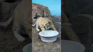 Sand Cat Catching Fish - Cincinnati Zoo #shorts