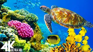 3 HOURS Stunning 4K Underwater footage + Music | Nature Relaxation™ Rare & Colorful Sea Life Video