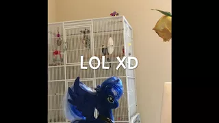 I Taught My Bird The Illuminati Song.. (aka X-files Theme Song)