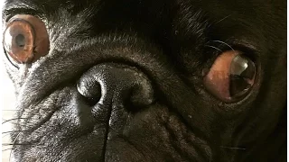 Pug Compilation 8 - Funny Dogs But Only Pug Videos | Instapugs