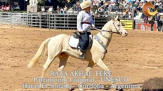 Raza AKHAL TEKE, Haras El Soñado, Córdoba, Argentina cría unos de los caballos más bellos del mundo