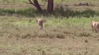 Newborn Impala Lucky escape from five cheetah chasing!