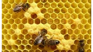 Apicultura - Las Abejas - Producción de Miel de Abejas - TvAgro por Juan Gonzalo Angel