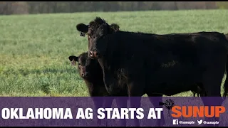 Cow-Calf Corner - Handling Backward Calves (9/5/20)