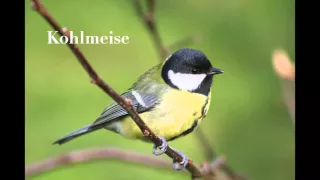 Die Top 10 der deutschen Gartenvögel - Entdecke unsere gefiederten Freunde