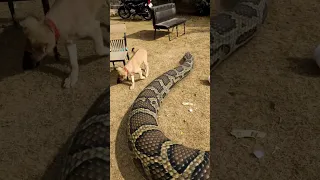 Giant snake playing with Dog in Park #snake #shorts