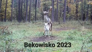 Leśni mieszkańcy cz.45.                                 Bekowisko 2023.c.d.