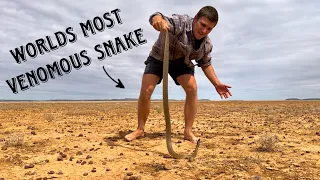 HUNT FOR THE WORLDS MOST VENOMOUS SNAKE, THE INLAND TAIPAN