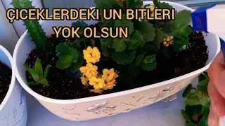 Denedik oldu👍 bit böcek kalmadı💯 - CİCEKLERDEKİ UN BITI NASIL TEMIZLENIR- Beyaz böcek-