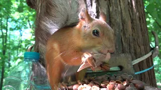 Про Белку Без Лапки / About Squirrel Without Paw