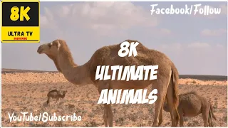 Ultimate Wild Animals Collection in 8K ULTRA VIDEO HD / 8KTV