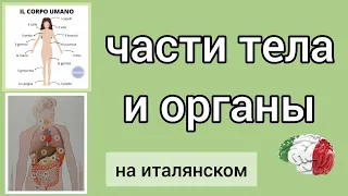 Части тела и органы на итальянском #итальянскийязык #итальянскийдляначинающих #итальянский