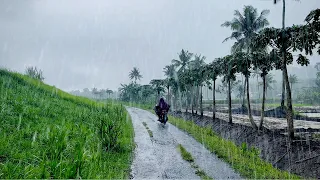 Walking in the Heavy Rain in the Rice Fields | Soothing sounds for sleep and meditation