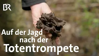 Aus der Natur in die Vorratskammer: Kochen mit Totentrompeten | Pilze | Schwaben & Altbayern | BR