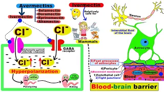 Ivermectin- Mechanism of action; Indications; Toxicity  (Antihelminthics/ Anthelmintics)