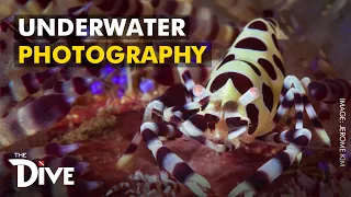 TIPS: Underwater Macro Photography with Jerome Kim