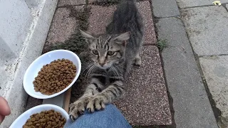Two Cute Street Cats who want Love and attention.