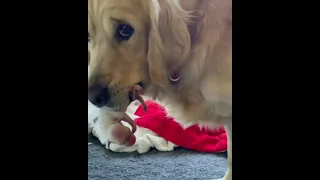 Golden Retriever Mom cares for her puppies 🥰