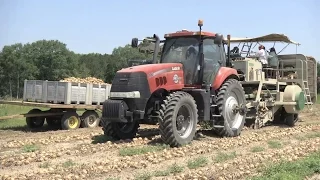 Vidalia Onion Grower Gets Innovative As Labor Problems Persist