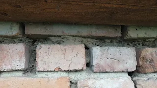 Пчелы живущие в стенах