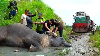 Reasons to trust Humanity! Helping an injured Elephant