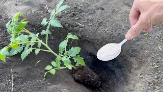 Never plant Tomatoes without it! Throw it into the hole when planting tomatoes in the ground and