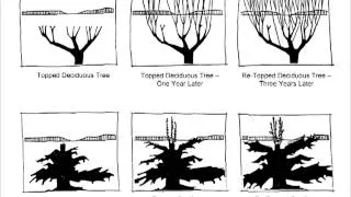 Tree Pruning Chapter 1