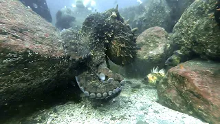 Hanging with a Giant Pacific Octopus