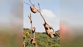 Leopard Vs Sloth Tree Climbing Battle! Will Surprise You