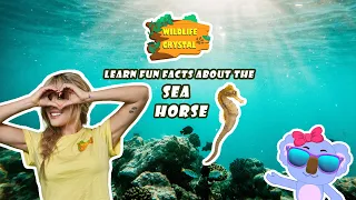 Seahorse Facts
