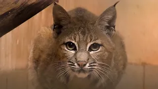 Introductie bij de lynxen | Burgers' Zoo Natuurlijk | Arnhem