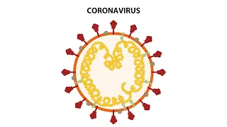 Replication Cycle of Coronaviruses