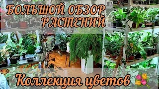 БОЛЬШОЙ ОБЗОР РАСТЕНИЙ/ КОЛЛЕКЦИЯ ЦВЕТОВ В САНКТ-ПЕТЕРБУРГЕ