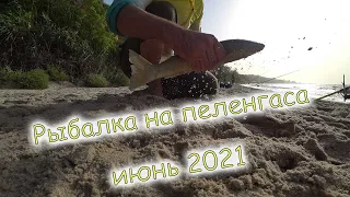 Ловля пеленгаса на Азовском море июнь 2021