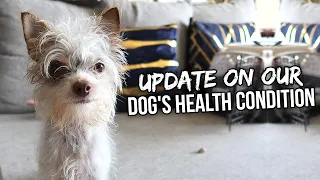 Update On Our Dog's Health Condition | Vlog #1085