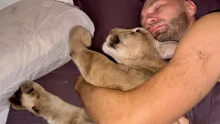 Sleeping with a Puma! Puma Messi wakes up his owner with a loud purr. Hungry days bring new tricks.