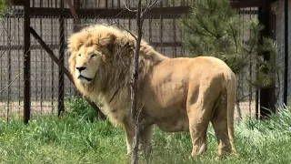 Первый день в саванне. Львы открыли сезон 2022! Тайган. Lions life in Taigan.