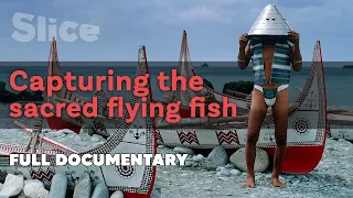 Capturing the sacred flying fish I SLICE I Full documentary