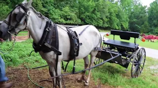 Homesteading: Harnessing a Buggy Horse and Driving a Buggy