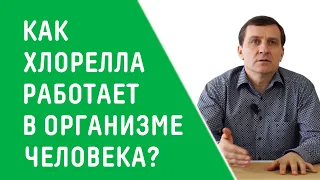 КАК ХЛОРЕЛЛА РАБОТАЕТ В ОРГАНИЗМЕ ЧЕЛОВЕКА?