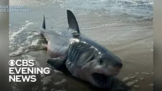 Sharks spotted at New York City and Long Island beaches