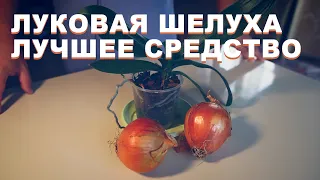 Луковая шелуха как лучшее удобрение для орхидей своими руками. Орхидеи скажут спасибо.