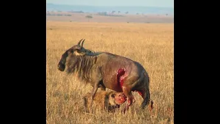 Wildebeest eaten alive|| wildebeest Struggles for Survival Against Lone Hyena Attack ||