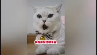 Cute and Funny Cats | Super Cute Cats ♥ Best Funny Cat Videos 2021 #19 #Cute_and_Funny_Cats