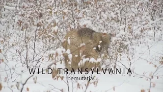 Erdei álom ,első rész- Wild Transylvania film