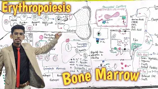 Erythropoiesis | Bone Marrow | PPSC Level | Doubtless Lecture